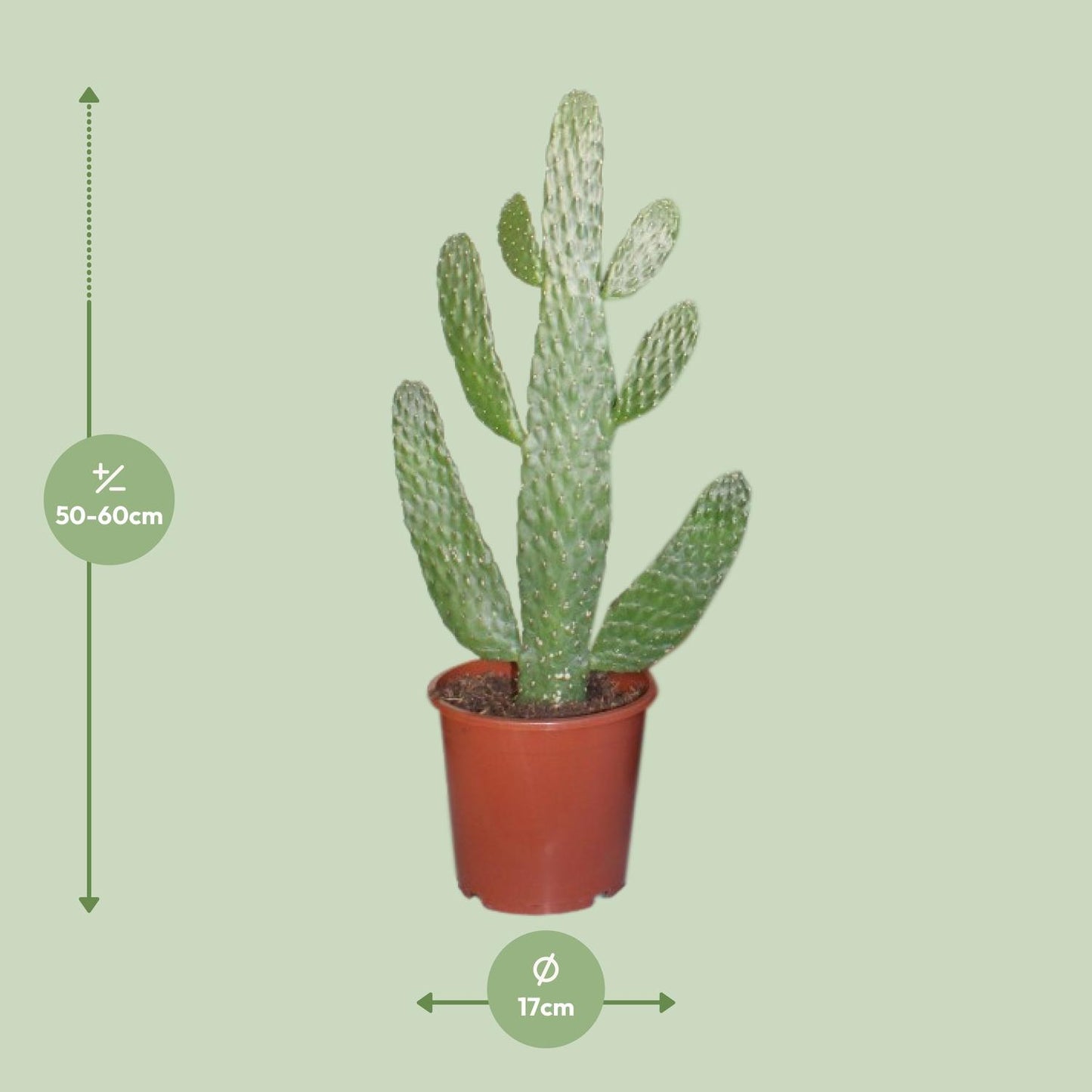 Opuntia Consolea Ø17cm | Kaktus 55cm bei Pflanzfix24