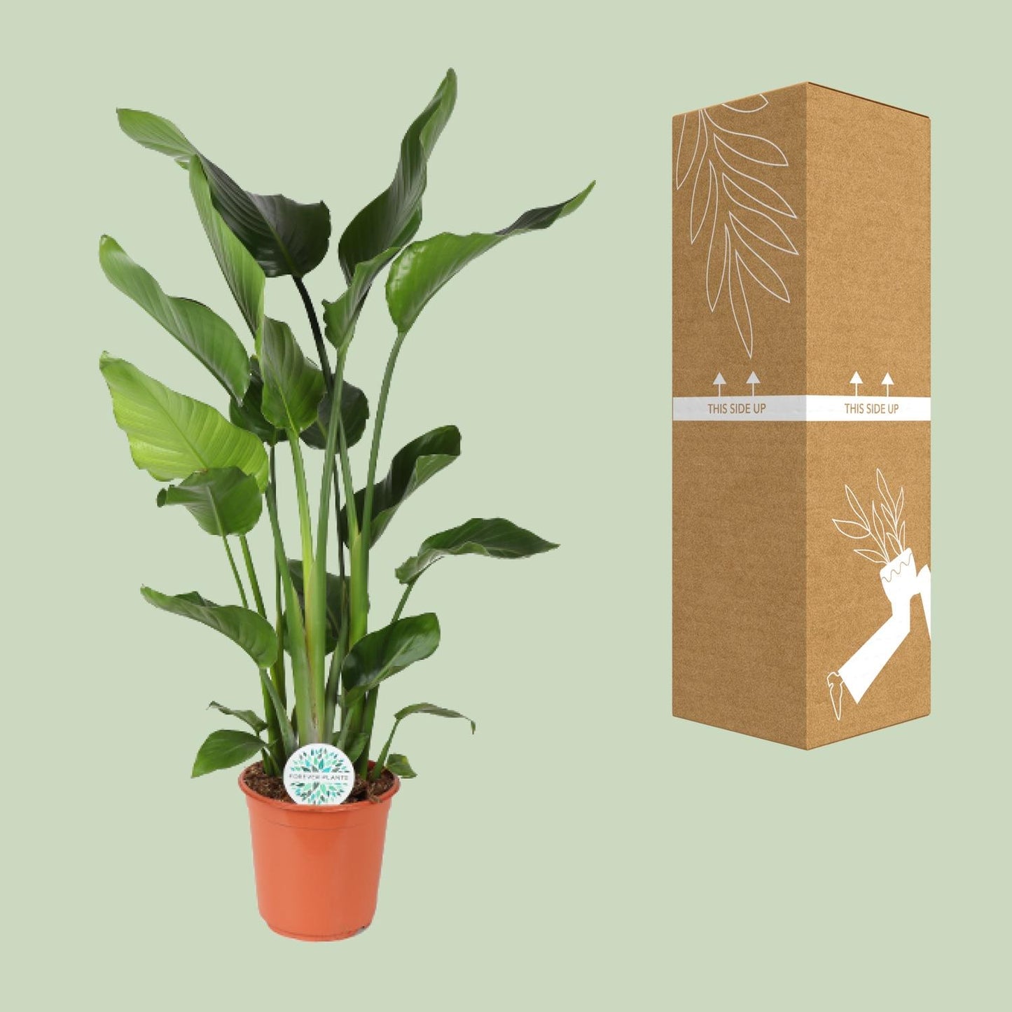 Strelitzia Nicolai 110 cm - Paradiesvogelblume Ø24 cm | Pflanzfix24
