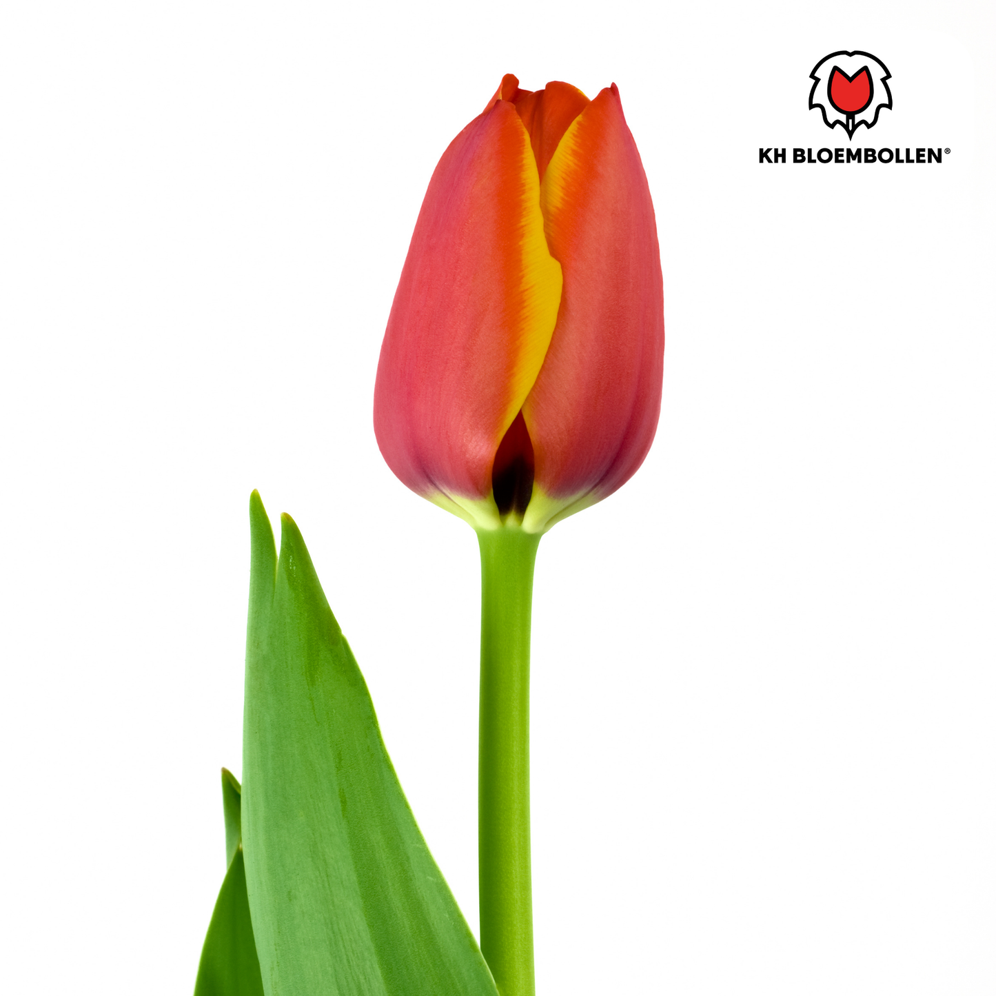 Tulpenbollen Dafeng - 20 Stuks | KH Bloembollen® - Pflanzfix24
