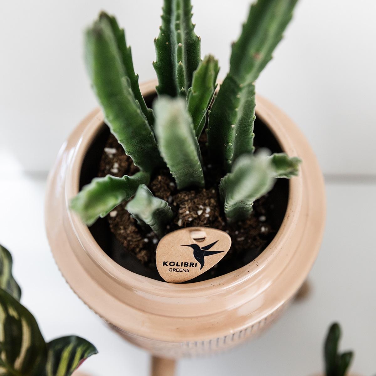 Stapelia Kaktus Ø9cm – Zimmerpflanze bei Pflanzfix24.de - Pflanzfix24.de