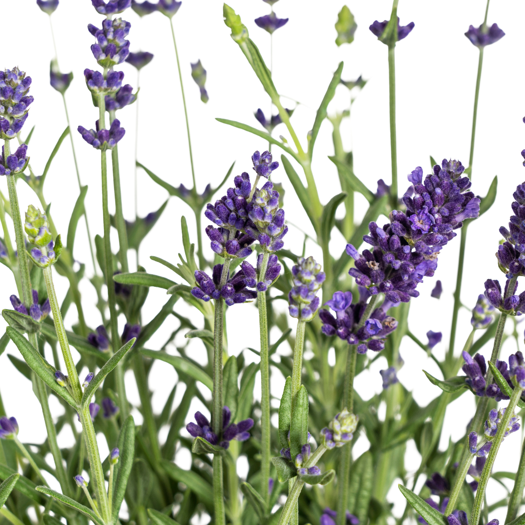 8x Lavandula angustifolia Ø13cm - ↕30 - 40cm - Pflanzfix24.de - Pflanzfix24.de