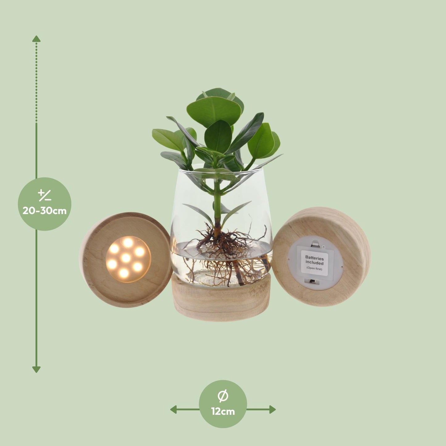 Clusia In Kingston Glas + LED - Ø12cm - ↕30cm - Pflanzfix24.de - Pflanzfix24.de