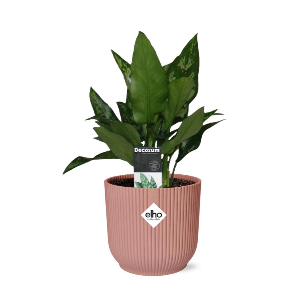 Aglaonema Maria in ELHO Vibes Fold 14cm roze - Pflanzfix24