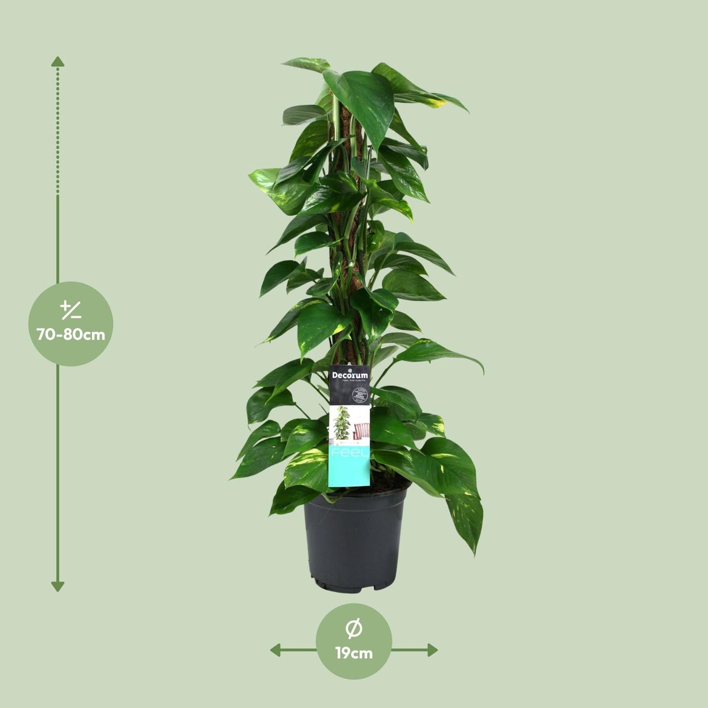 Scindapsus Epipremnum 19cm – Mittelgroße Zimmerpflanze | Pflanzfix24.de - Pflanzfix24.de