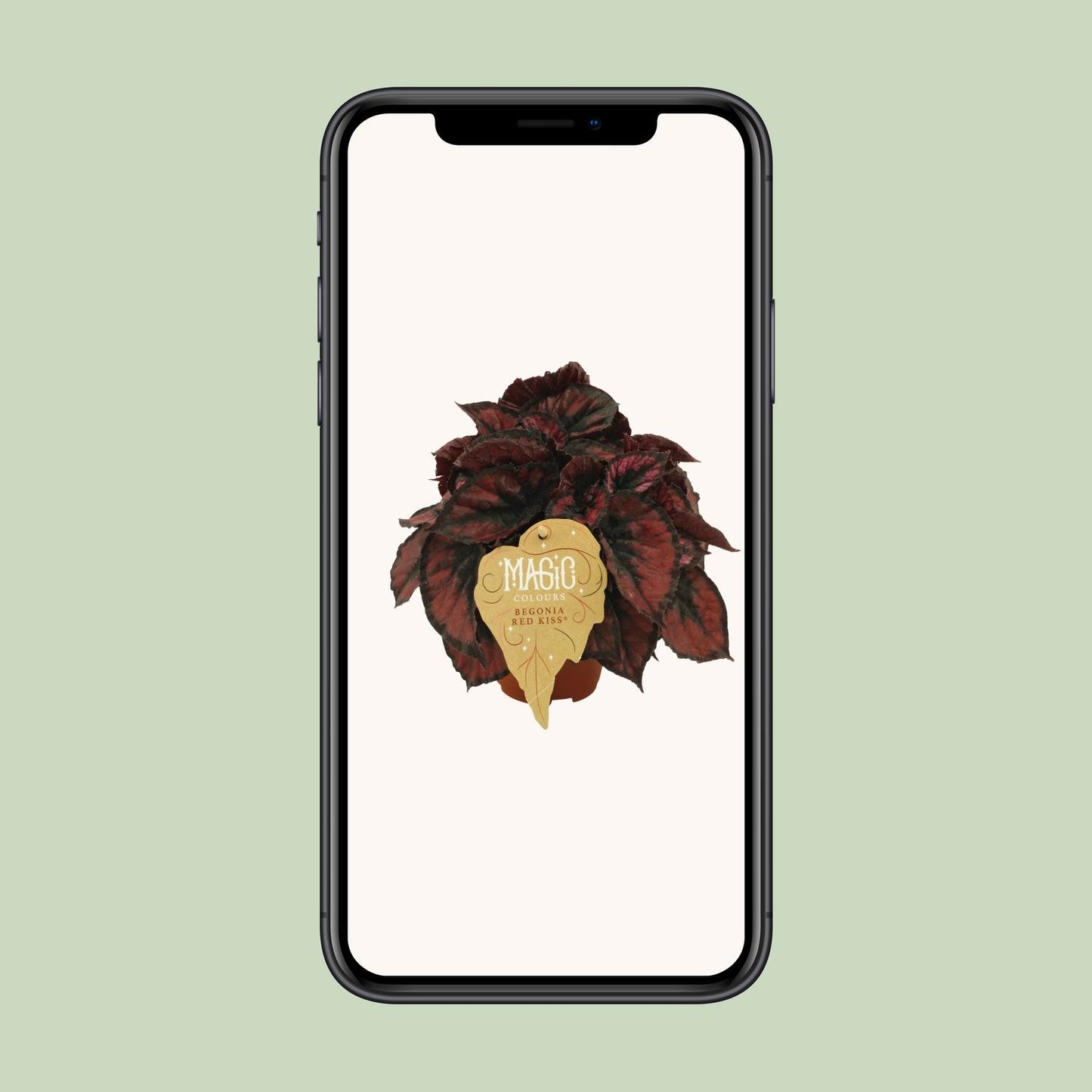 Begonia Rex Red Kiss - Ø12cm - ↕25cm - Pflanzfix24