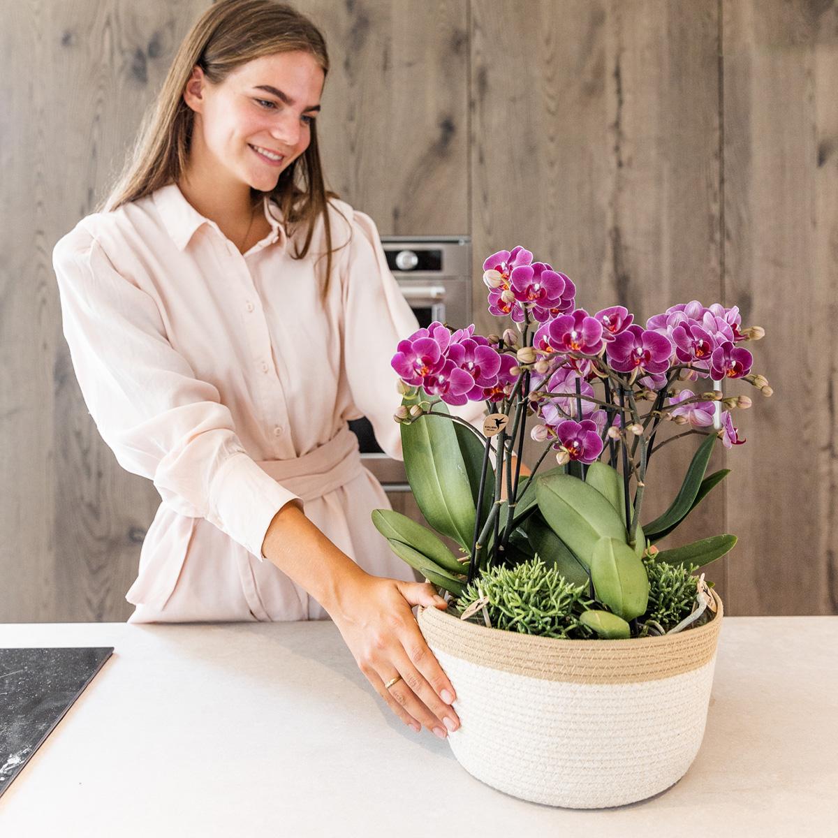 Pflanzenset Lila Orchideen & Rhipsalis im Baumwollkorb mit Wassertank | Pflanzfix24.de - Pflanzfix24.de