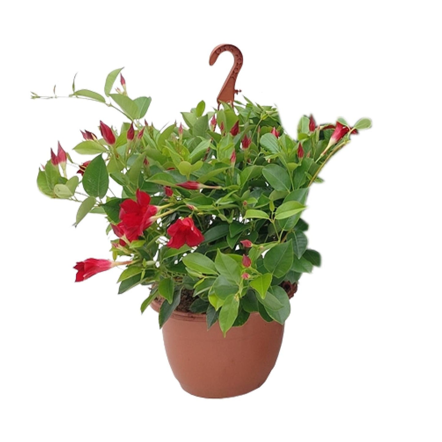 Sundaville Hanging Basket Tricolor - Ø25cm - ↕50cm - Pflanzfix24