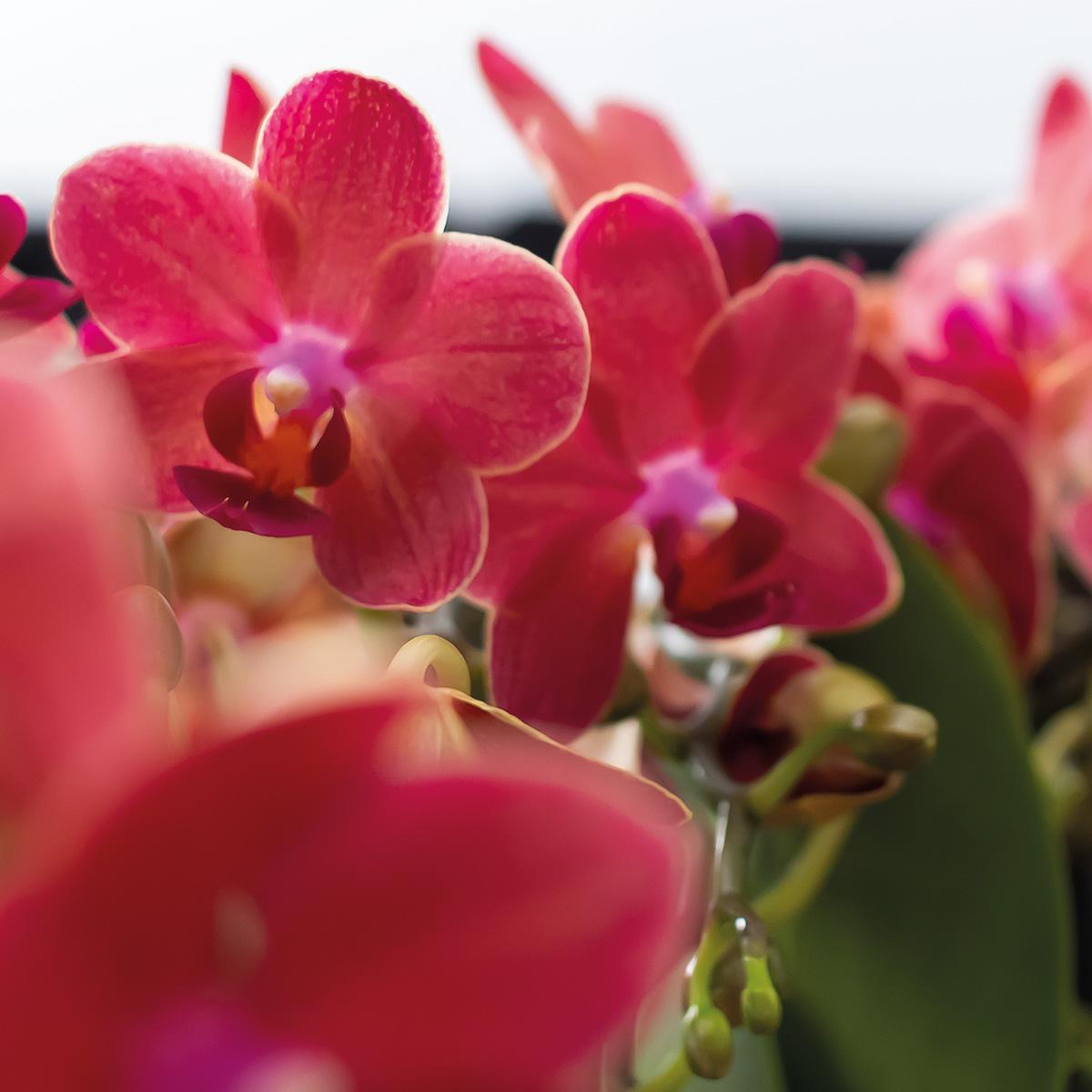 2er Set Phalaenopsis Kongo Rot Ø9cm – Combi Deal | Pflanzfix24.de - Pflanzfix24.de