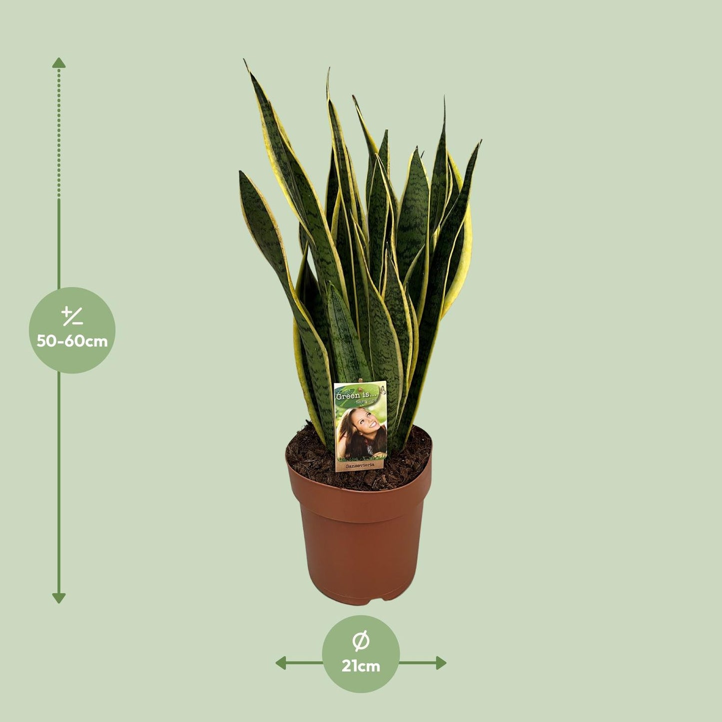 Sansevieria Trifasciata Laurentii - Ø21cm - ↕60cm bei Pflanzfix24