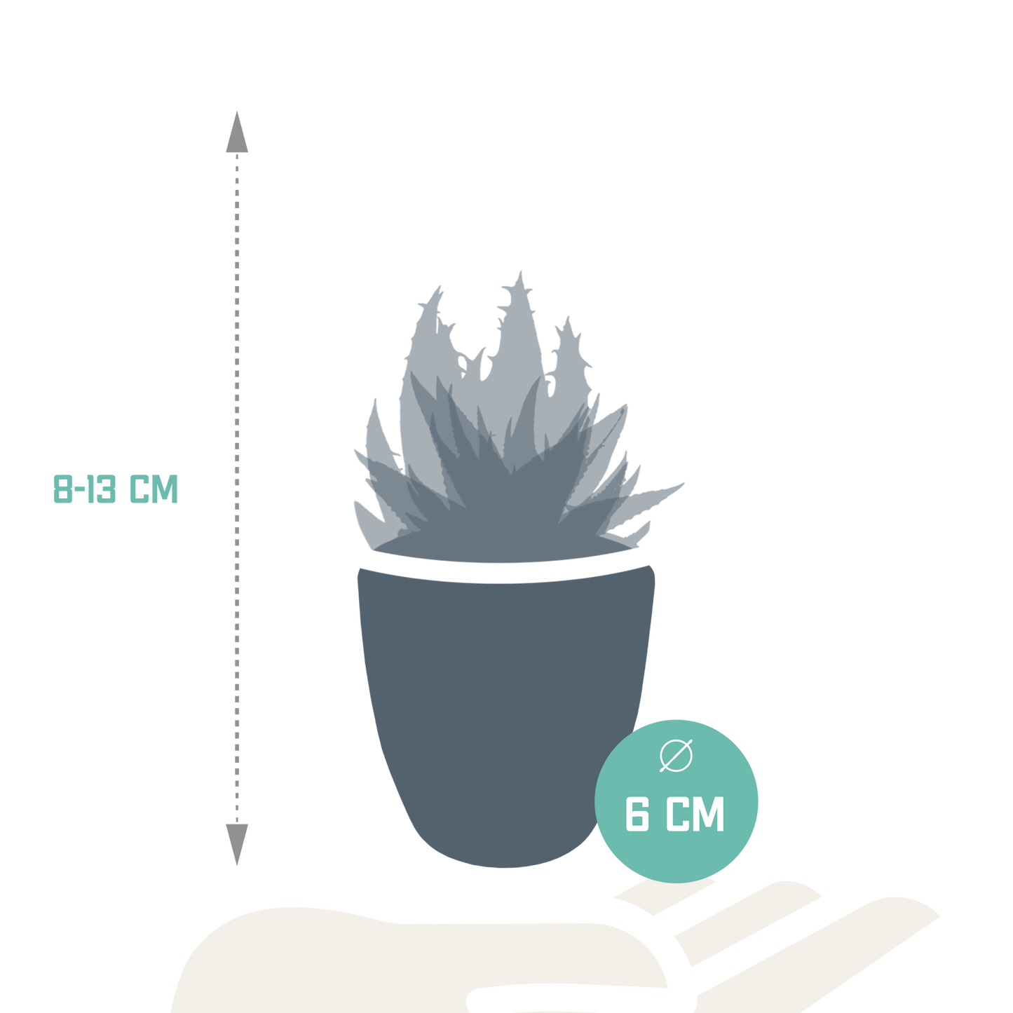 Gasteria/Haworthia-Mischung 5,5cm - 5x - Pflanzfix24.de - Pflanzfix24.de