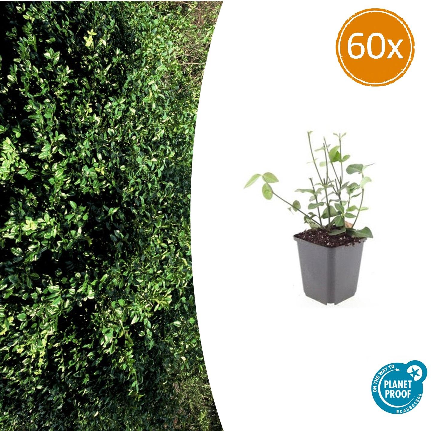 60x Euonymus fort. 'Coloratus' - Pflanzfix24.de - Pflanzfix24.de