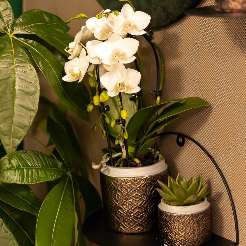 Kolibri Orchideen Phalaenopsis Niagara Fall Weiß Ø9cm – Pflanzfix24.de - Pflanzfix24.de