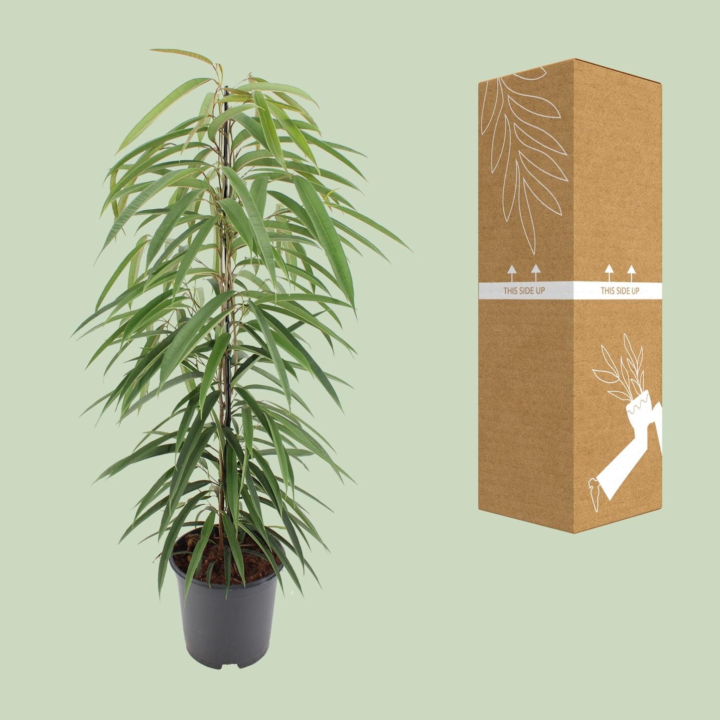 Ficus Binnendijkii Alii - Ø21cm - ↕80cm - Pflanzfix24.de - Pflanzfix24.de