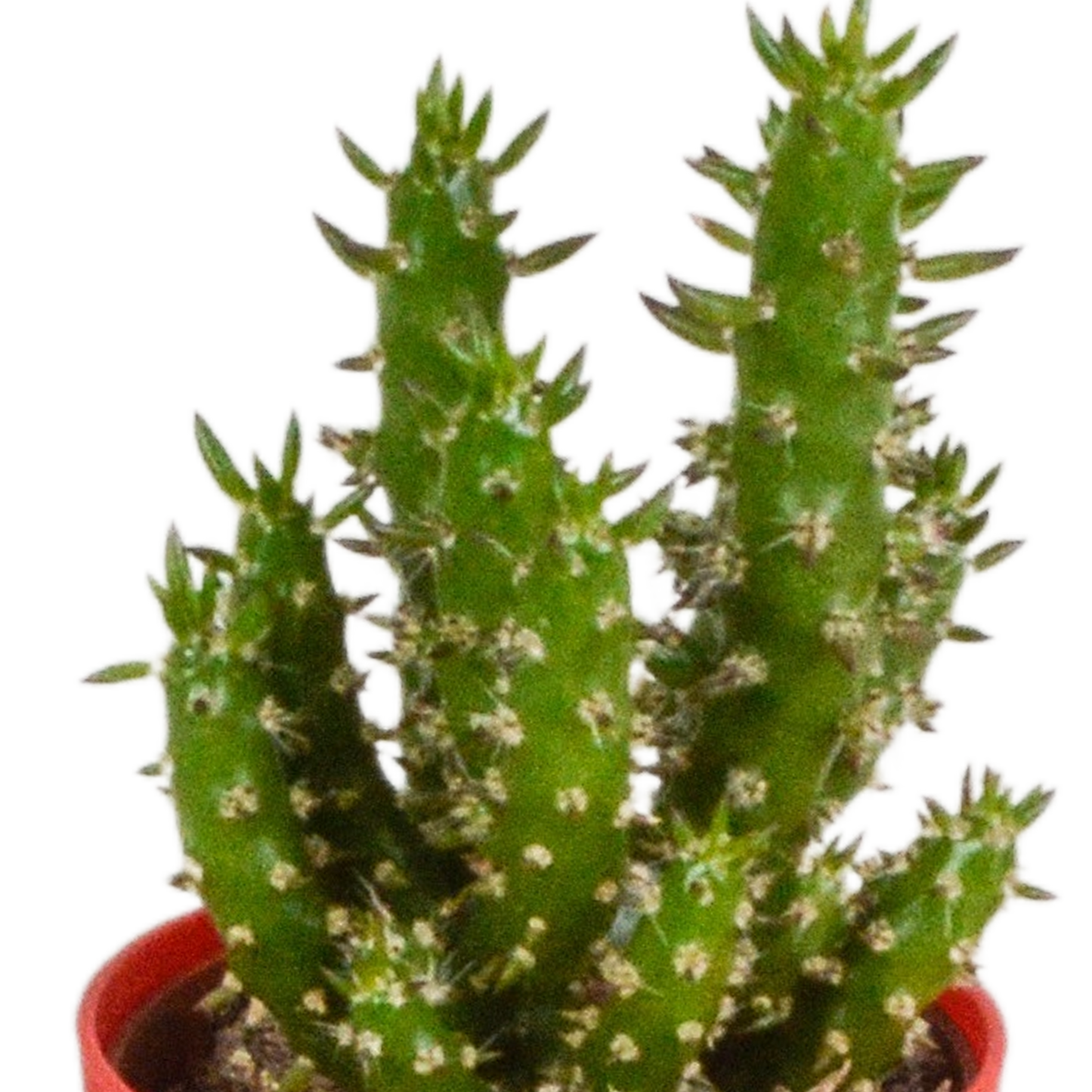 Kakteenmischung 5,5 cm - 5x - in gekleurde plasticpot - Pflanzfix24.de - Pflanzfix24.de