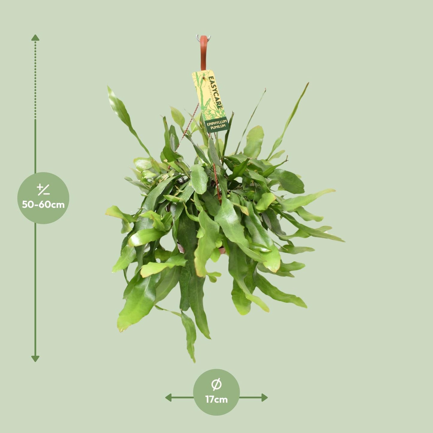Epiphyllum Pumilum - Ø17 ↕55 - Pflanzfix24