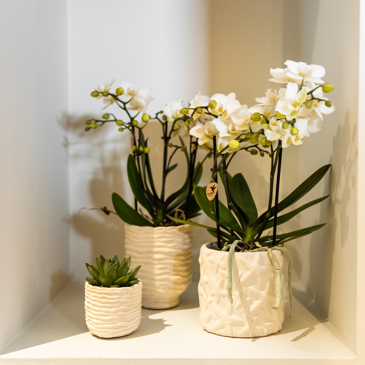 Star Fish Dekotopf Off White Ø9cm – Kolibri Home | Pflanzfix24.de - Pflanzfix24.de