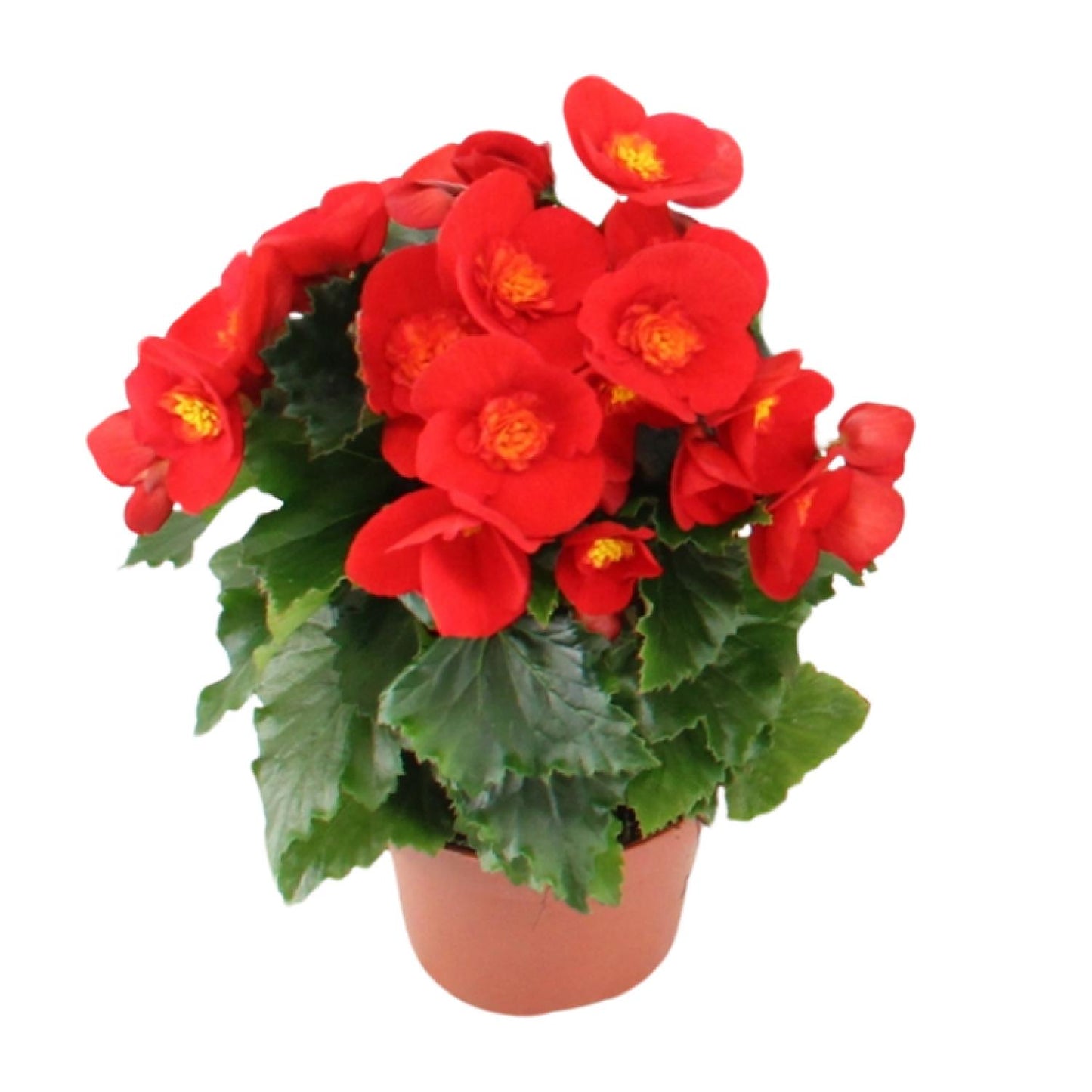 Begonia Sweeties Red - Ø12cm - ↕25cm - Pflanzfix24