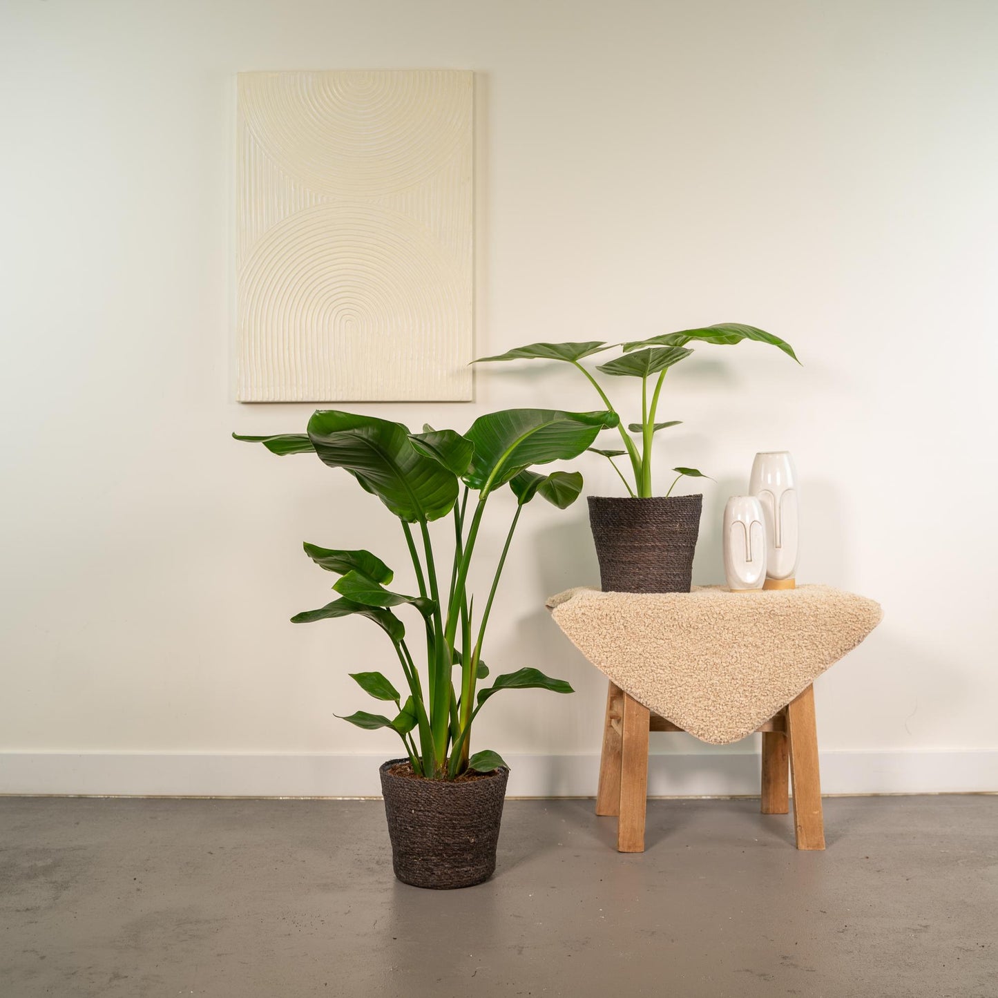 Strelitzia Nicolai & Alocasia Macrorrhiza Zimmerpflanzen-Set mit Korb Igmar - Pflanzfix24