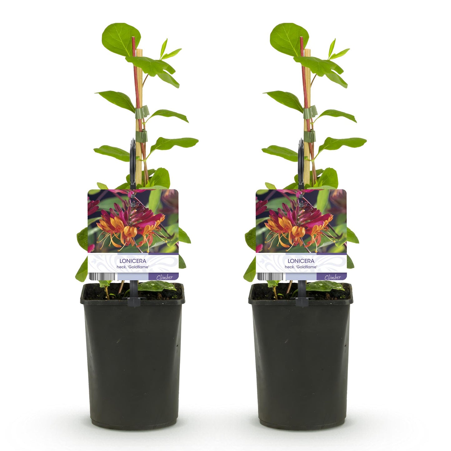 Pflanzfix24.de - Geißblatt - Lonicera heckrottii Goldflame - Blüten Rosa mit Gelb - 2 Pflanzen - Topf 11cm - Pflanzfix24.de