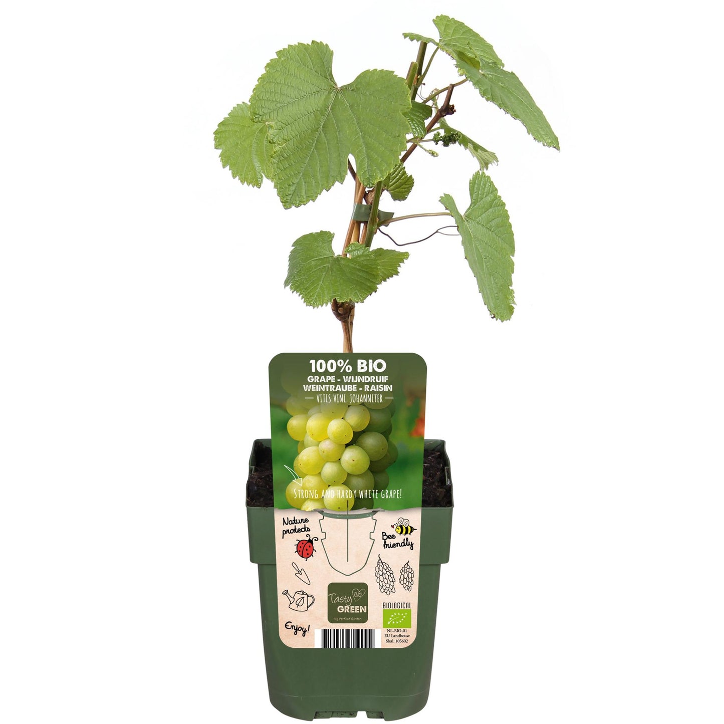 Vitis Johanniter Weißweintraube – Bio Rebe von Pflanzfix24.de - Pflanzfix24.de