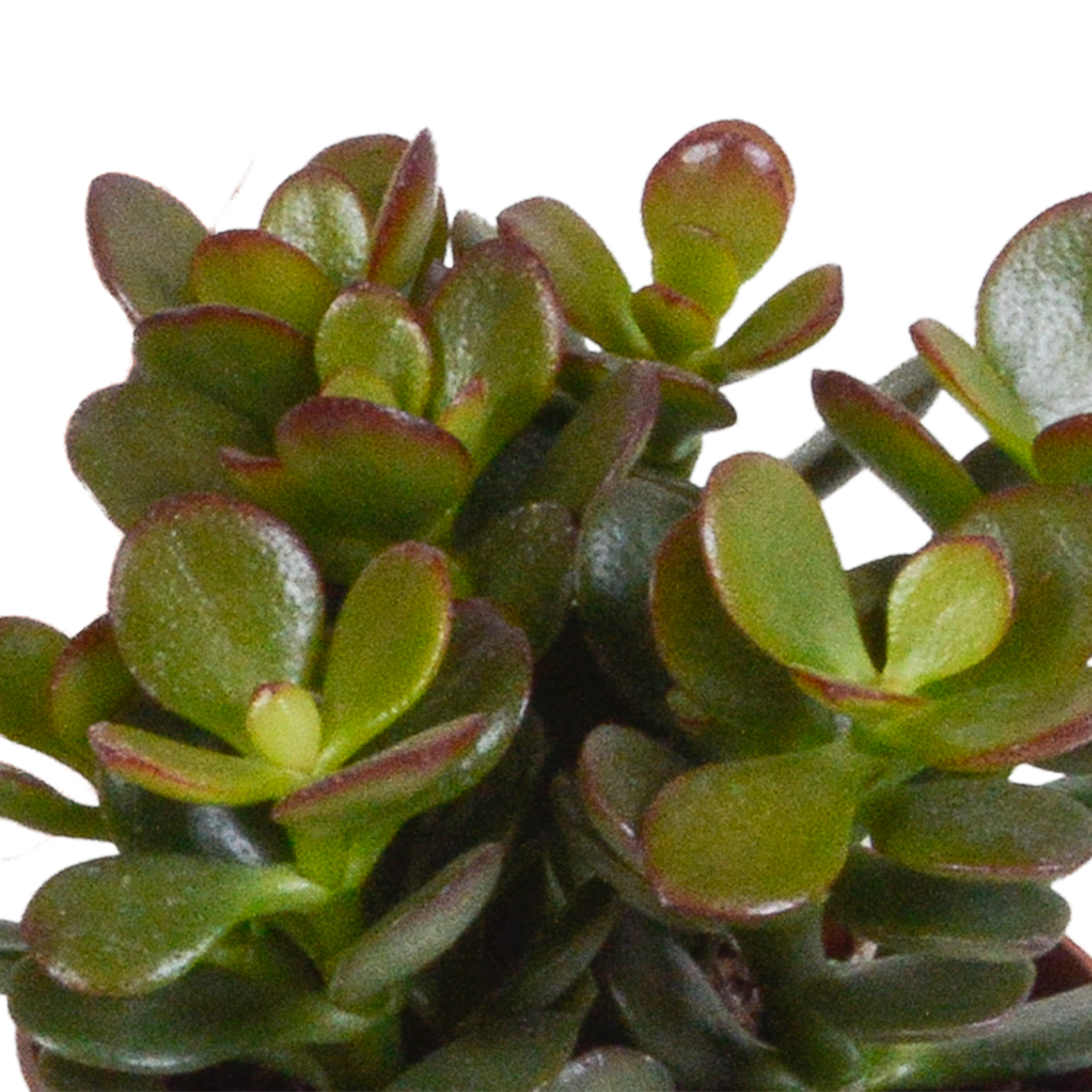 Crassula-Mix 8,5 cm - 3x - in witte pot - Pflanzfix24.de - Pflanzfix24.de