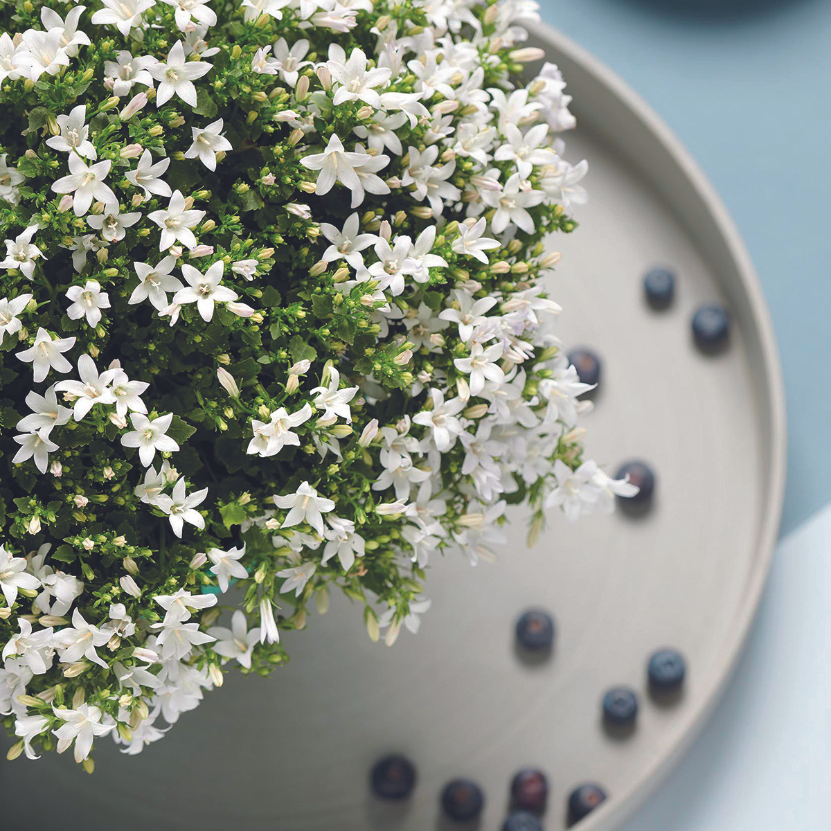 2x Campanula Addenda Ambella White in Berry-Dekotöpfen - Pflanzfix24