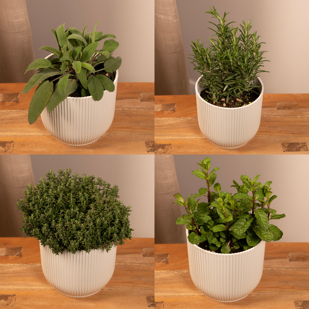 Gartenkräutermischung 4er Set Ø14cm – Frische Kräuter | Pflanzfix24.de - Pflanzfix24.de