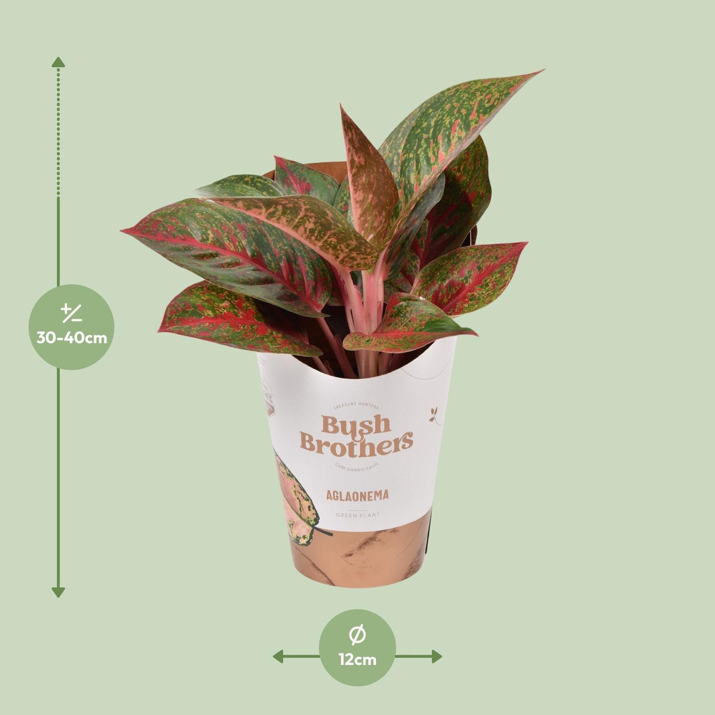 Aglaonema Dark Star - Ø12cm - ↕35cm by Pflanzfix24