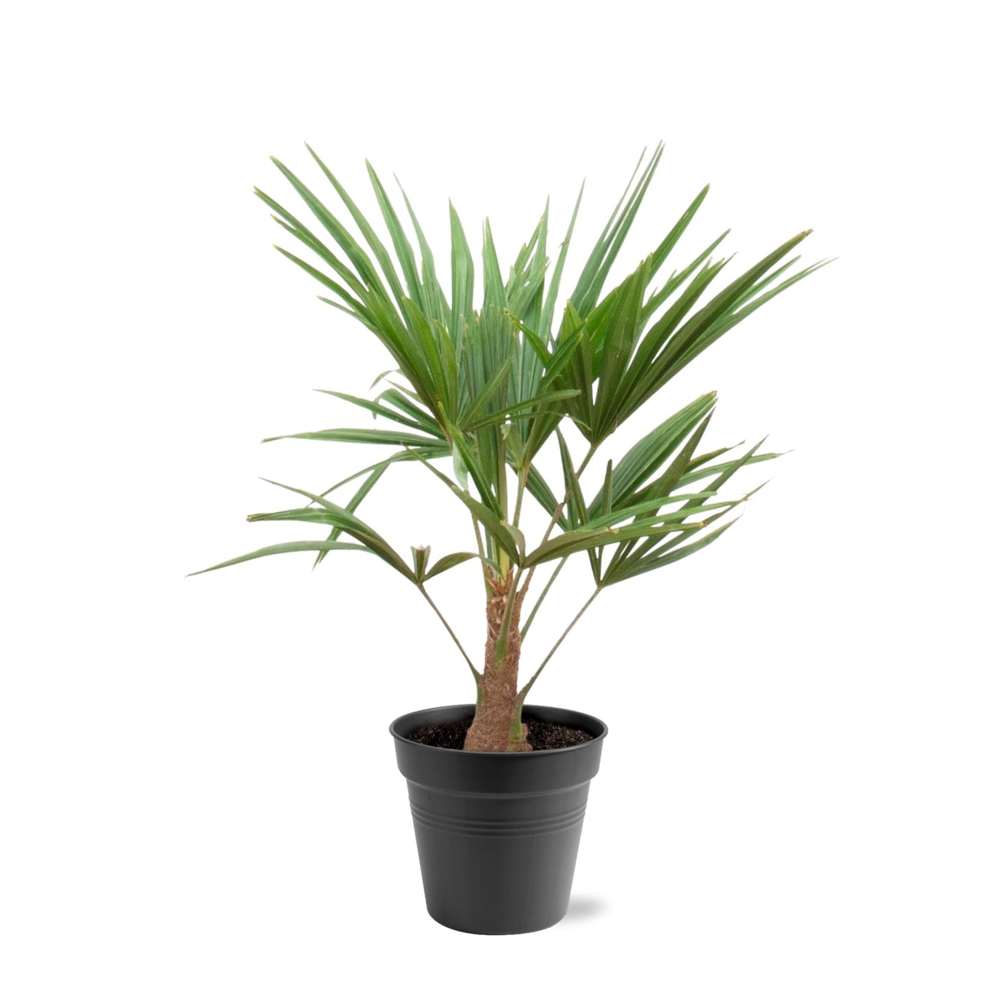 Trachycarpus Fortunei Palme 90-100cm – Exotisch & Robust | Pflanzfix24.de - Pflanzfix24.de