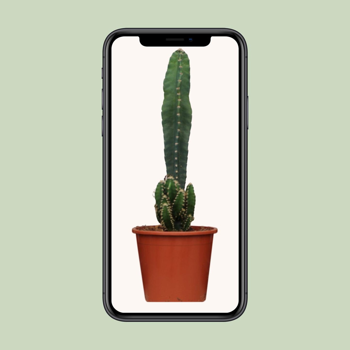 Cereus Peruvianus Florida - Ø17cm - ↕75cm - Pflanzfix24