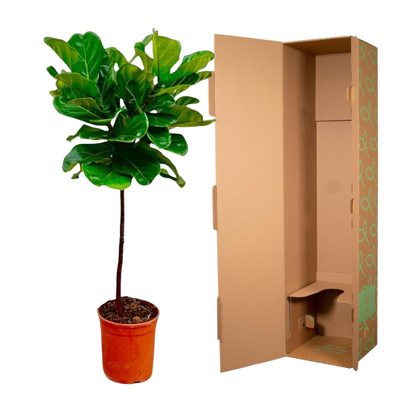 Ficus Lyrata stam - 130 cm - ø24 bei Pflanzfix24