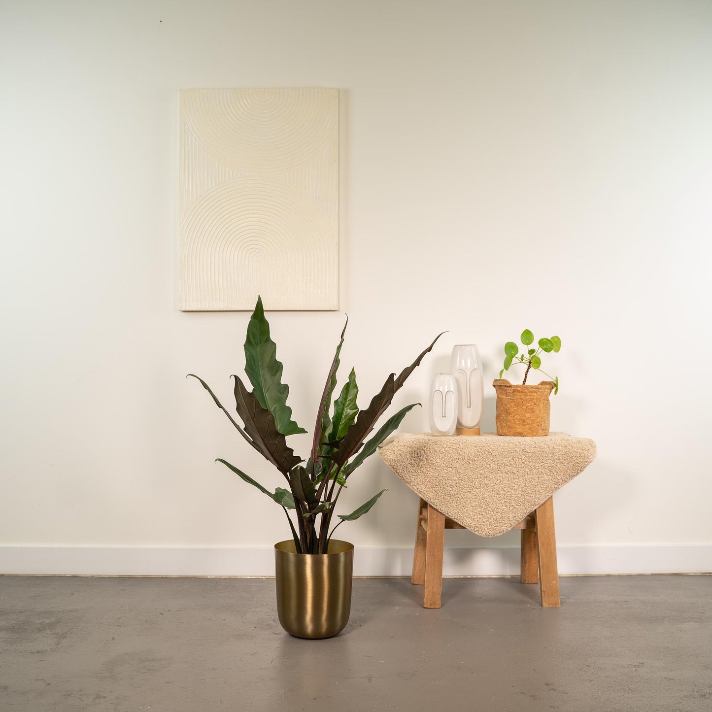 Alocasia Lauterbachiana - Ø19cm - ↕80cm + Topf Mayk Gold - Pflanzfix24