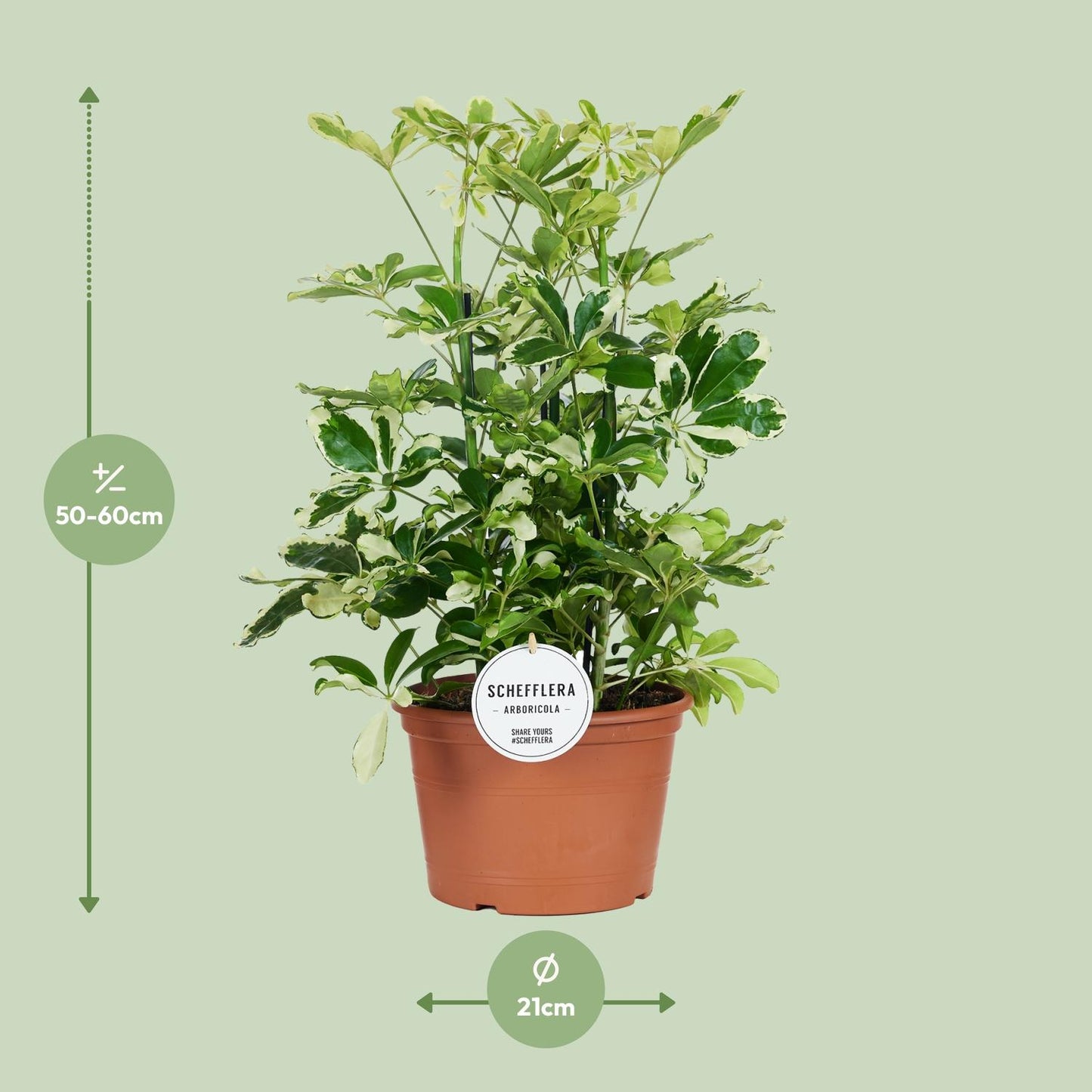 Schefflera Charlotte - Ø21cm - ↕55cm - Pflanzfix24