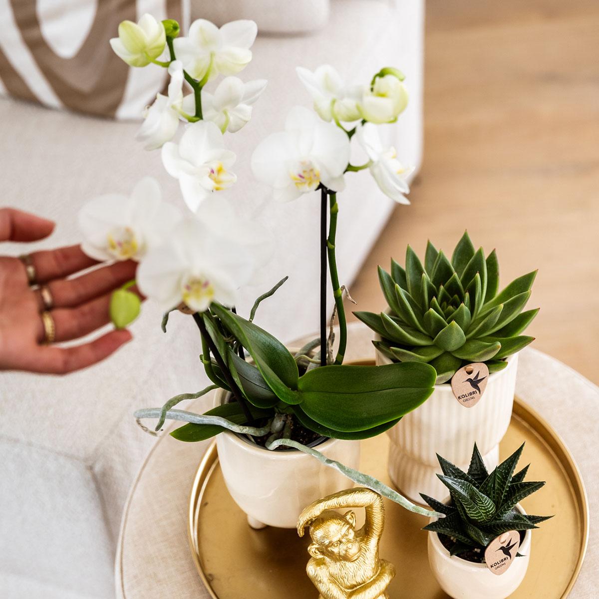 Pflanzset Luxury Living – Orchidee & Grünpflanzen | Pflanzfix24.de - Pflanzfix24.de