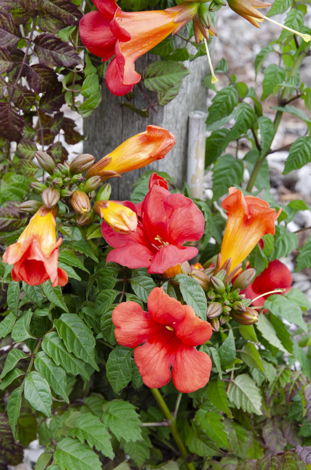 Campsis Summer Jazz Fire Trumpet - Ø19cm - ↕70cm - Ø15 - ↨65cm - Pflanzfix24.de - Pflanzfix24.de