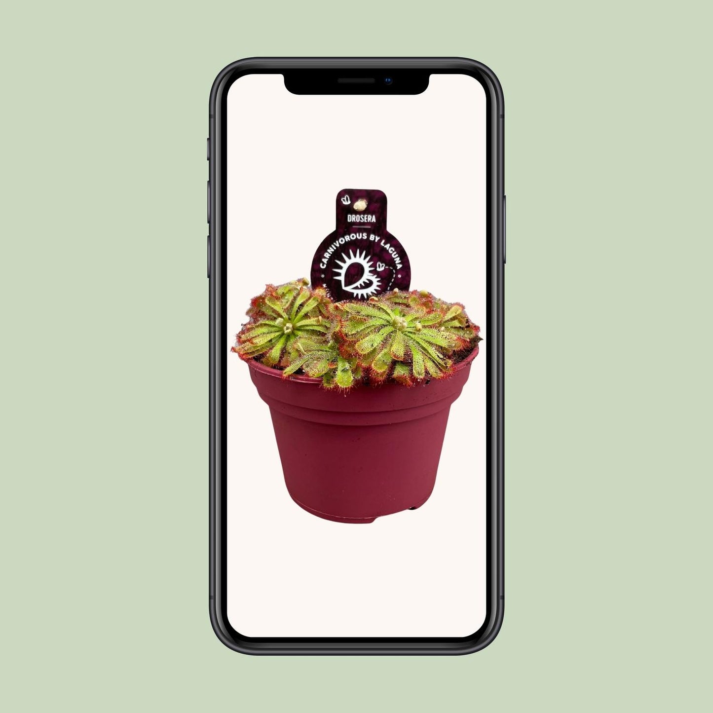 Drosera Aliciae - Ø12cm - ↕12cm bei Pflanzfix24.de - Pflanzfix24.de
