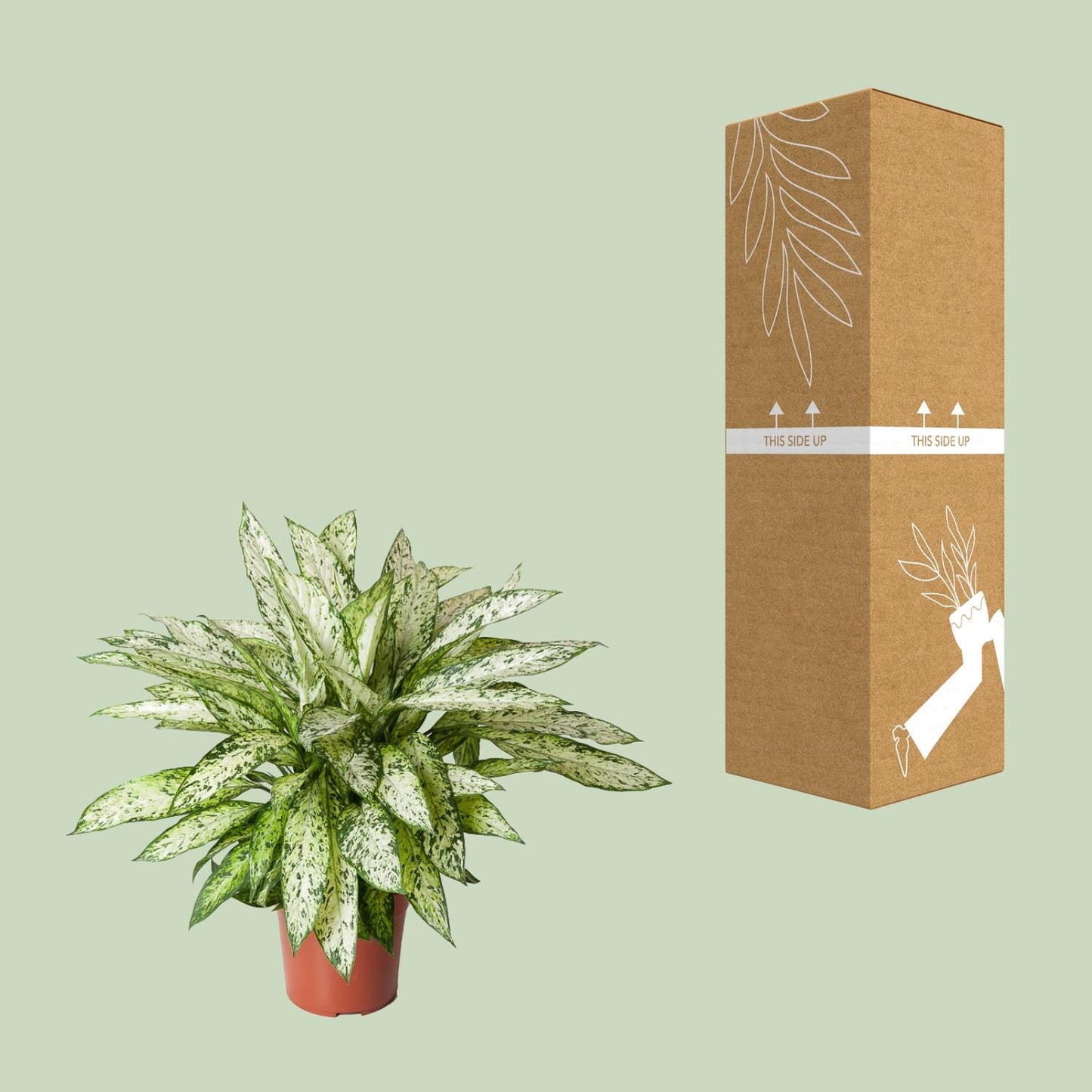 Dieffenbachia Vesuvius - Ø27cm - ↕80cm - Pflanzfix24.de - Pflanzfix24.de
