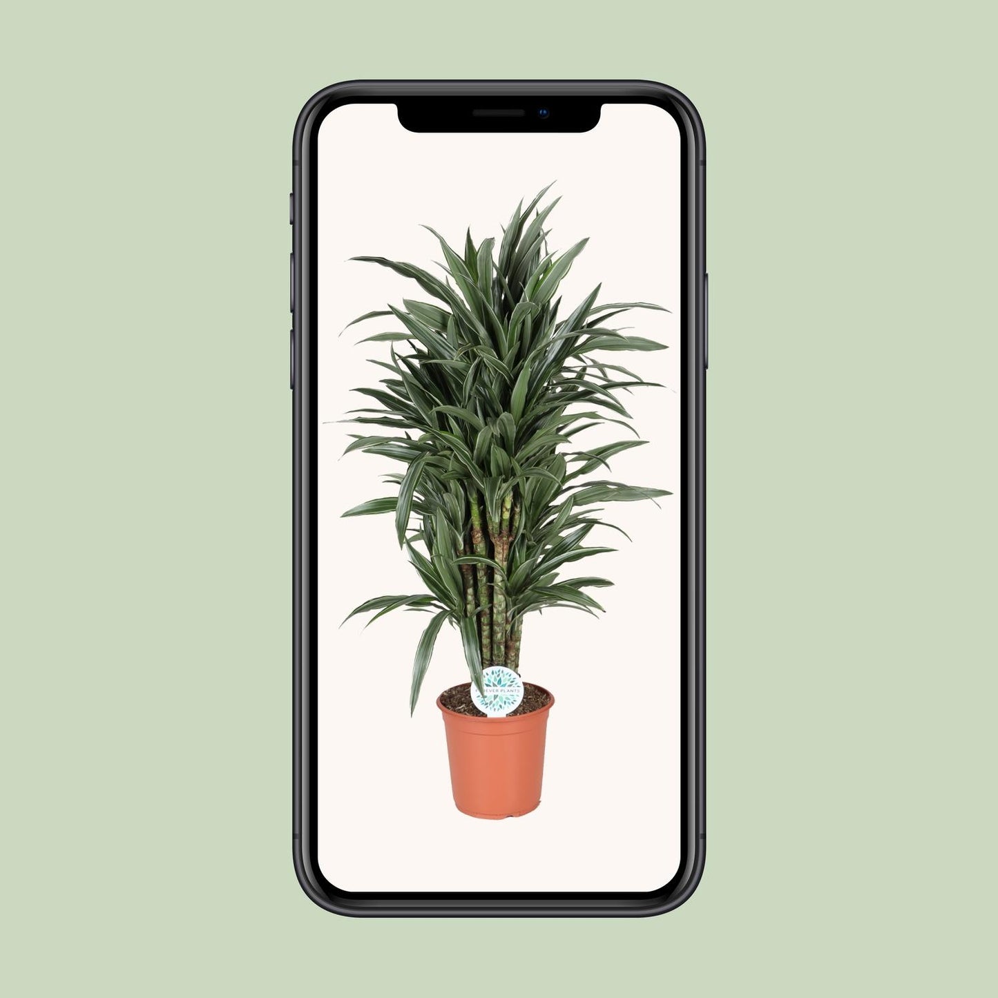 Dracaena Deremensis Warneckei - Zimmerpflanze - Pflanzfix24