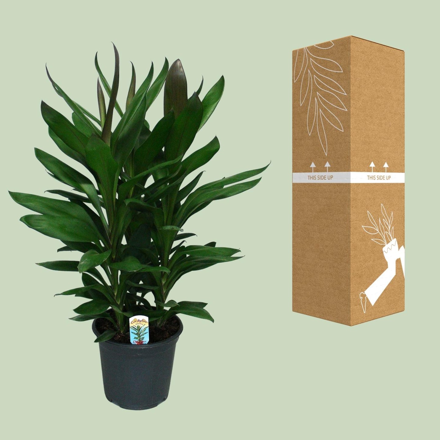 Cordyline Glauca - Ø19cm - ↕60cm von Pflanzfix24