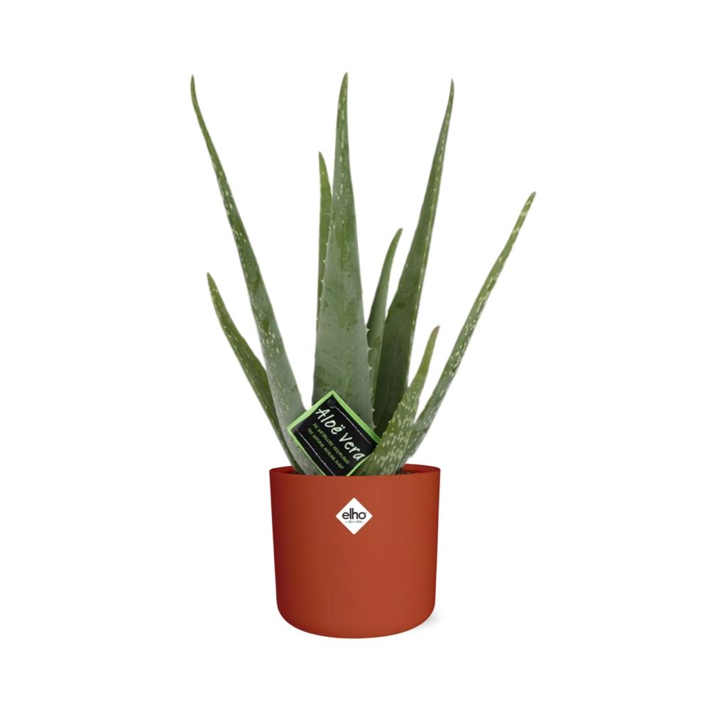 Aloe Vera 12cm ELHO b.for soft rond 14cm brique - Pflanzfix24