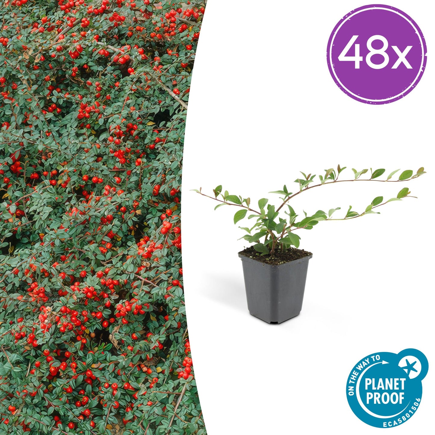 48x Cotoneaster dam. 'Major' - ↕25cm - Ø9cm - Pflanzfix24