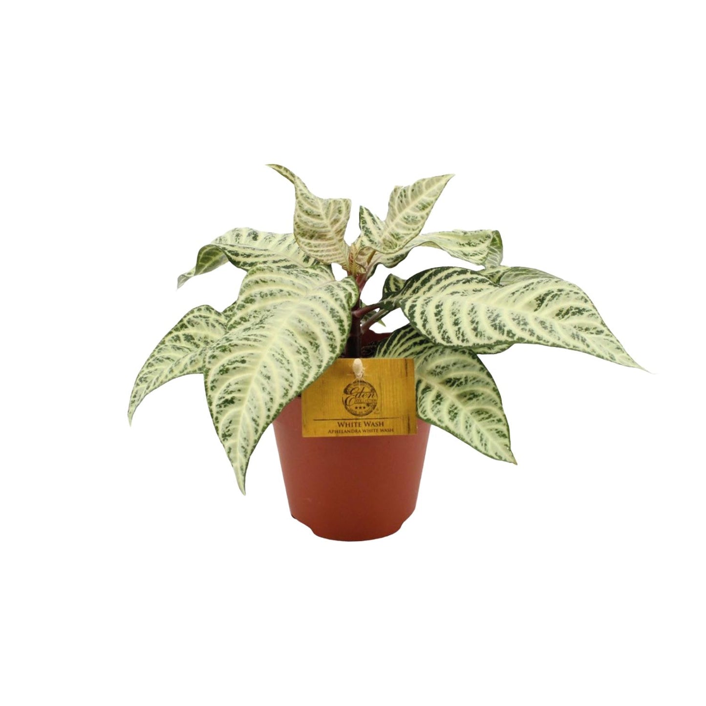 Aphelandra White Wash - Ø25cm - Pflanzfix24