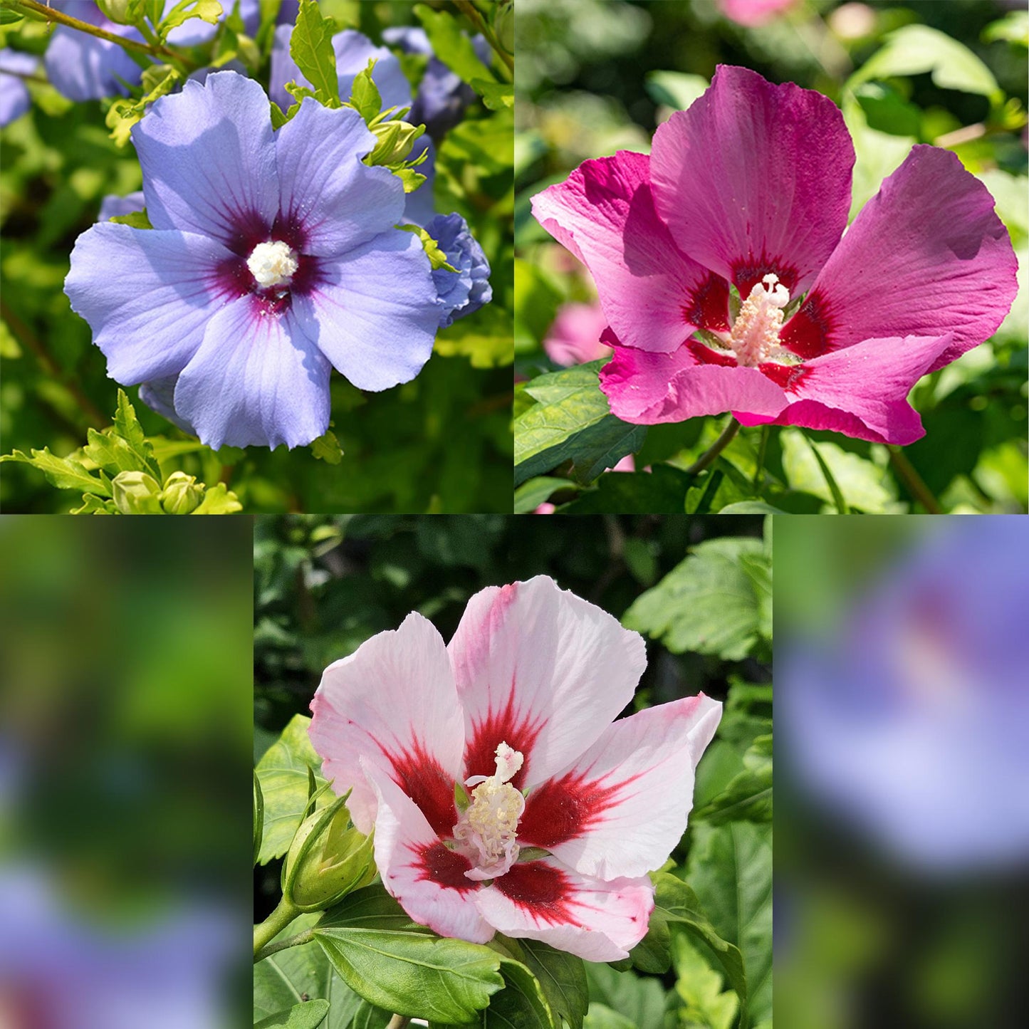 GreenboutiQ - Hibiscus syriacus Tricolour - Stamm-Pflanze - Terrassenpflanze - Topf 19cm - Pflanzfix24.de - Pflanzfix24.de