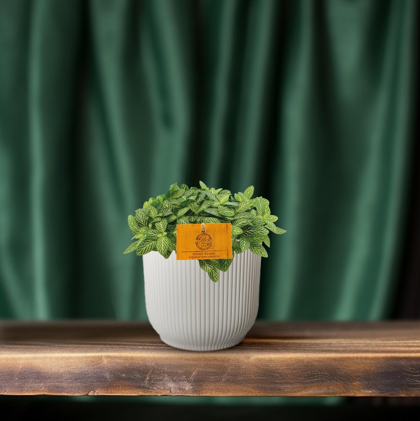 Fittonia 'Forest Flame' - Ø10,5cm - ↕15cm - Pflanzfix24