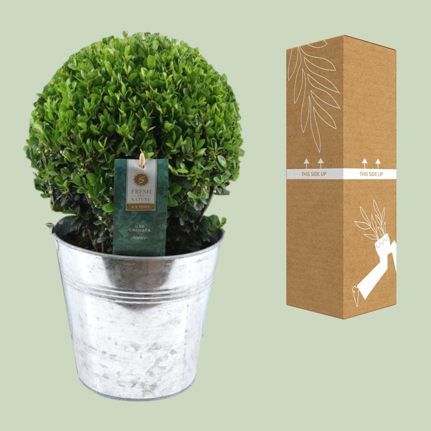 Ilex Crenata 'Jenny'® Ball Ø20cm P17 In Zinc Old-Look - Pflanzfix24