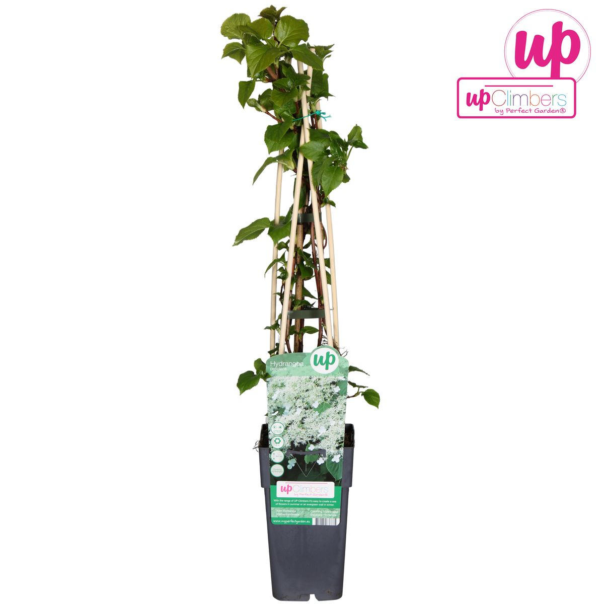 Hydrangea petiolaris - Klimhortensia - Ø15cm - ↕65cm - Pflanzfix24.de - Pflanzfix24.de