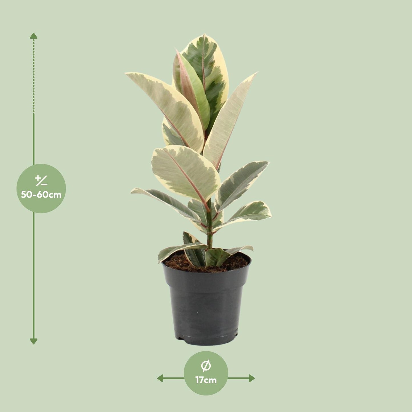 Ficus Elastica Tineke - Ø17cm - ↕55cm - Pflanzfix24