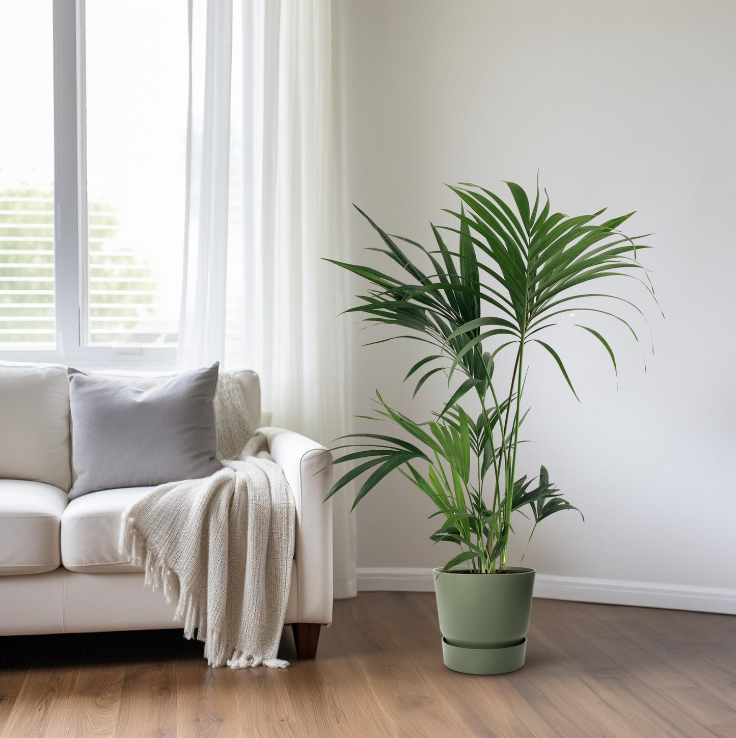 Kentia-Palme - Howea Forsteriana - Ø24cm - ↕130cm - Pflanzfix24
