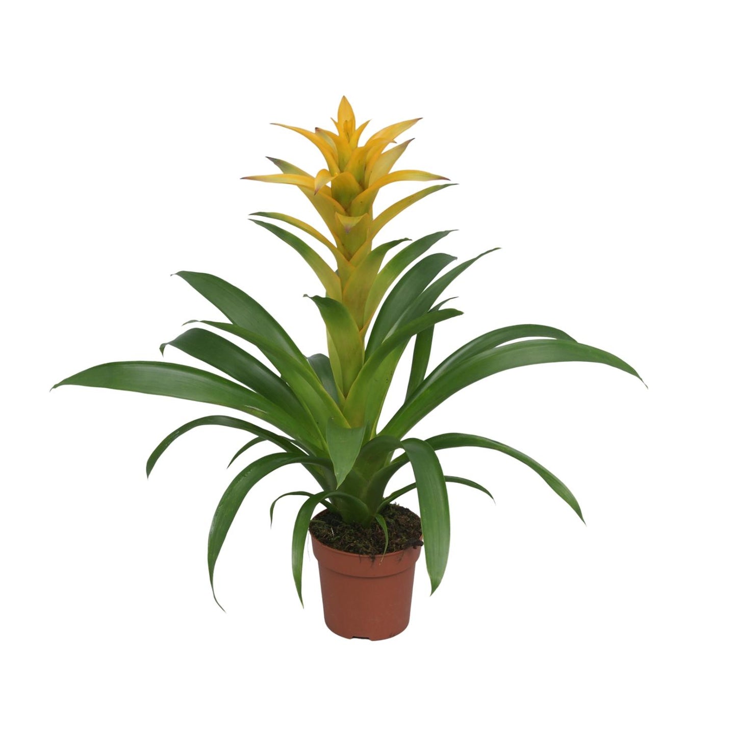 Guzmania Desire - Ø12 ↕45 bei Pflanzfix24