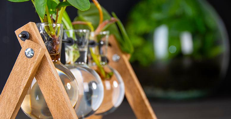 Cutting Stand - 3 Glass Vases - Hydroponic Vase for Cuttings - Wooden - Cultivation Station - Pflanzfix24